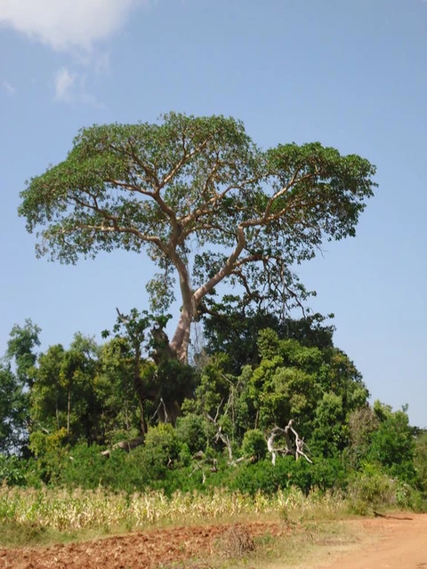 Ħiltako/ሾላ/A tree for cultural rituals