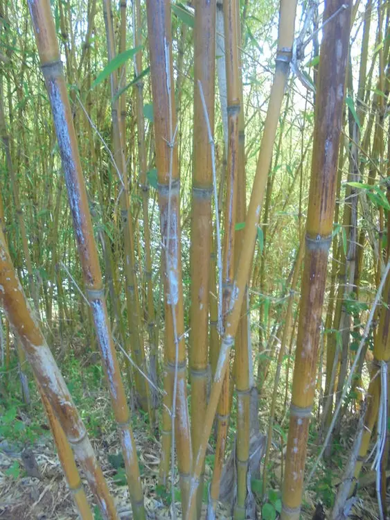 Layme/ቀረከሃ/Bamboo