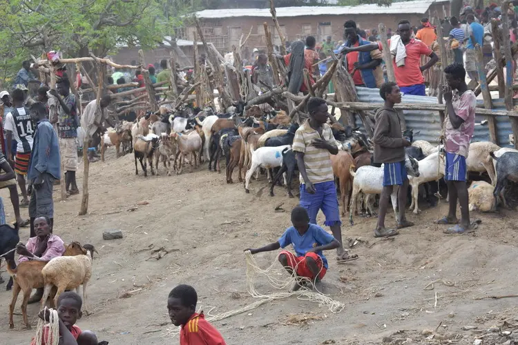 moore taleete/የፍየል ገብያ/goats in the market